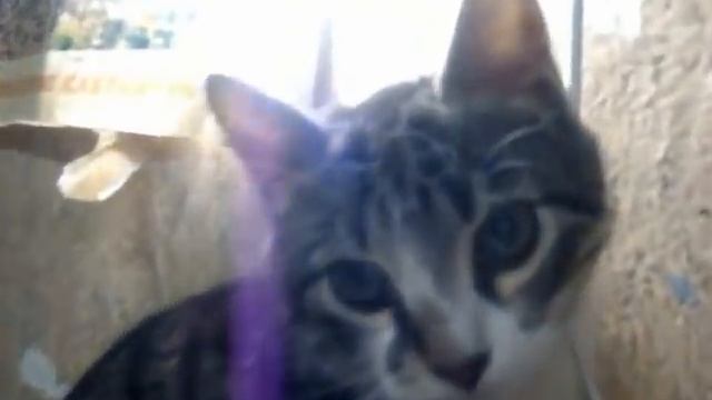 Half Life Cat смотреть онлайн