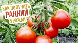 Делаем теплую грядку в теплице для рассады ранних томатов. Как сделать теплую грядку весной?