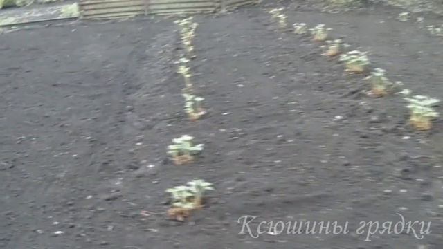 Борьба с сорняками смотреть онлайн