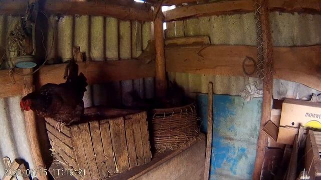 ??ДОМАШНИЕ КУРЫ Куриные яйца. Сколько снесли за день? смотреть онлайн