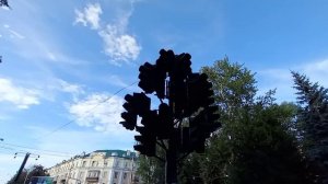 Светофорное дерево. г.Пенза. (01.08.23.))