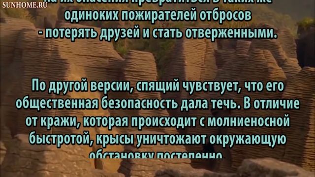 К чему снятся Крысы сонник, толкование сна смотреть онлайн