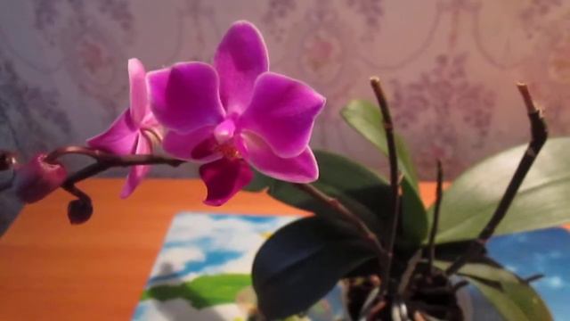 Фаленопсис из уценки : цветение - приятный сюрприз ! смотреть онлайн