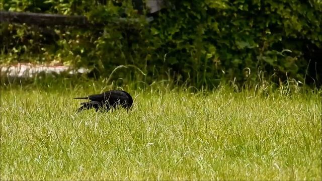 Family of Crows feeding on Mole / Kraaienfamilie eten Mol (Corvus corone, Talpa europaea) смотреть онлайн