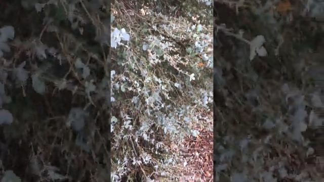Eucalyptus cinerea смотреть онлайн