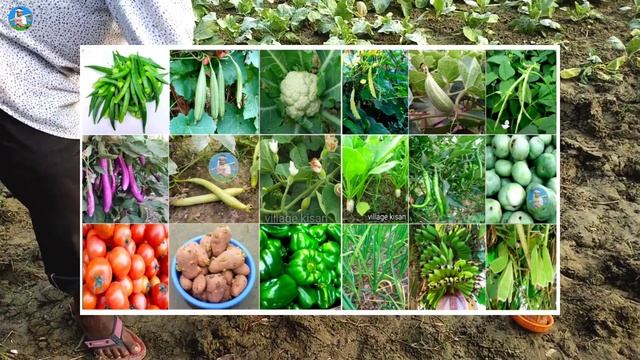 Lethal super 505 | Chlorpyriphos Al 50% + Cypermethrin Al 5% | faslon ke liye kitnashak |insecticid смотреть онлайн