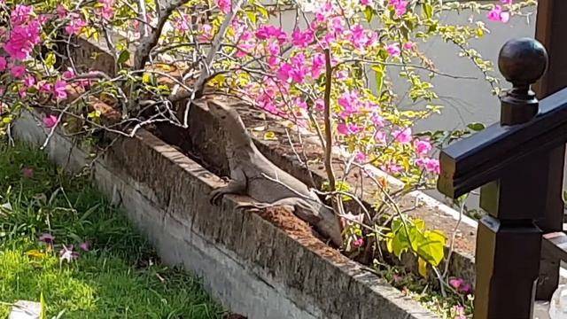 Ящерица переносит кладку яиц, Шри-Ланка январь 2018