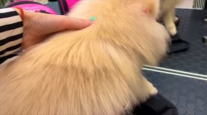 ПОКРАСИЛИ В РОЗОВЫЙ // ГОРА ИГРУШЕК // РУЛЕТКА ЧЕЛЛЕНДЖ С КИКИ // Испытания для Николь