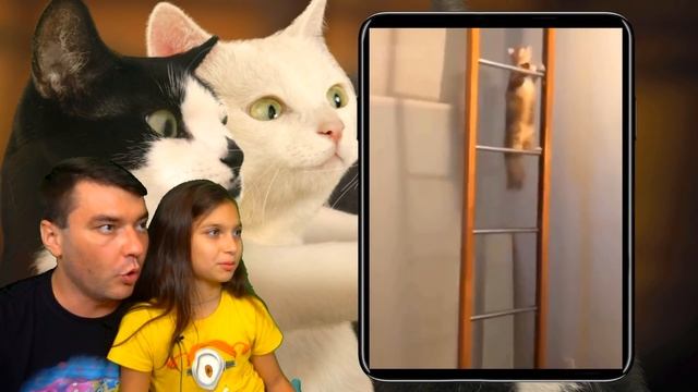 КОТЫ НА КАРАНТИНЕ! Смешные ?КОТЫ и ?СОБАКИ! НЕ ЗАСМЕЙСЯ ЧЕЛЛЕНДЖ! Funny Cats Не смеяться Валеришка смотреть онлайн