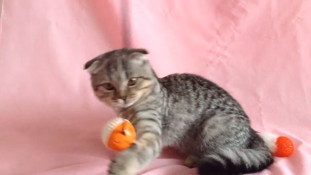 Выпускница моего Питомника - Генриетта Олкона. смотреть онлайн