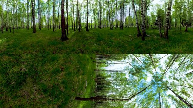 Кино 360. Национальный парк «Лосиный остров» смотреть онлайн