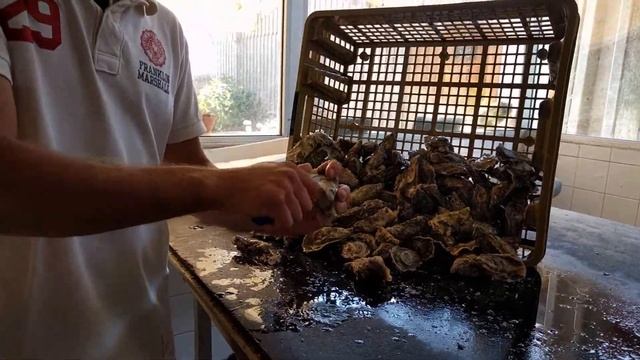 Как вскрывать устрицы смотреть онлайн