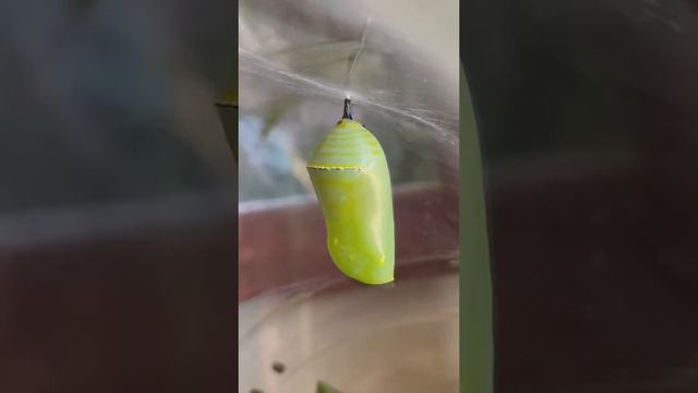 Take A Scrolling Break With This Monarch Butterfly | The Dodo смотреть онлайн
