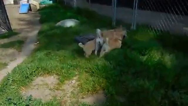 Norwegian Buhund - Sauvignon