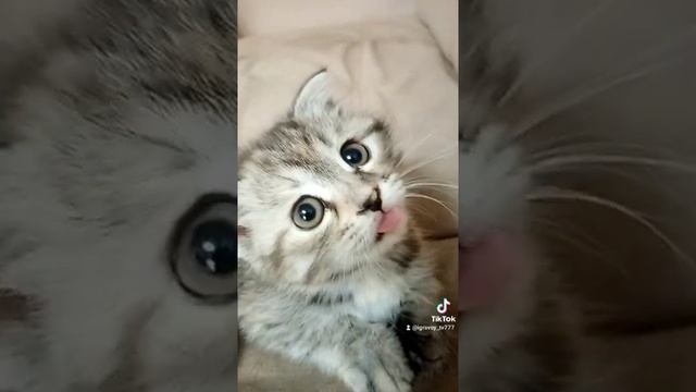 #виделивидео #шотландскаякошка #шотландскиекотята #шотландскаявислоухая #кошечка_боня #животные смотреть онлайн