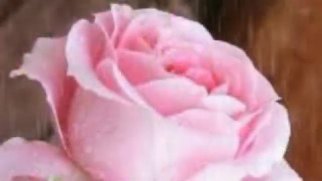 С 8 марта! красивое поздравление с 8 марта, видеопоздравление смотреть онлайн