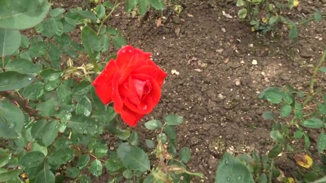 Rosa Var. Lidka