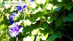 ? Ипомея после цветения, как собирать семена ипомеи