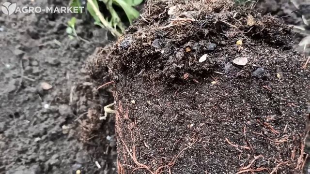 Посадка саженцев туи и их особенности | Мой огород с Татьяной | AGROMARKET смотреть онлайн