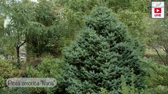 Ель сербская. Топ 5. смотреть онлайн