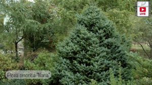 Ель сербская. Топ 5.