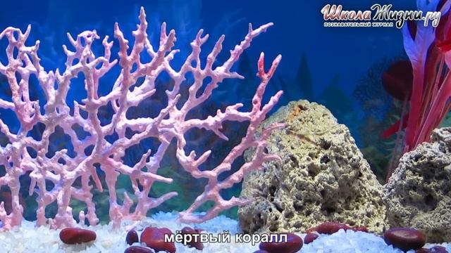 Как Образуются и где Обитают Кораллы? смотреть онлайн