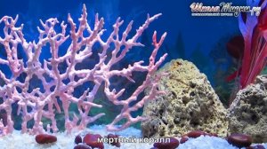 Как Образуются и где Обитают Кораллы?