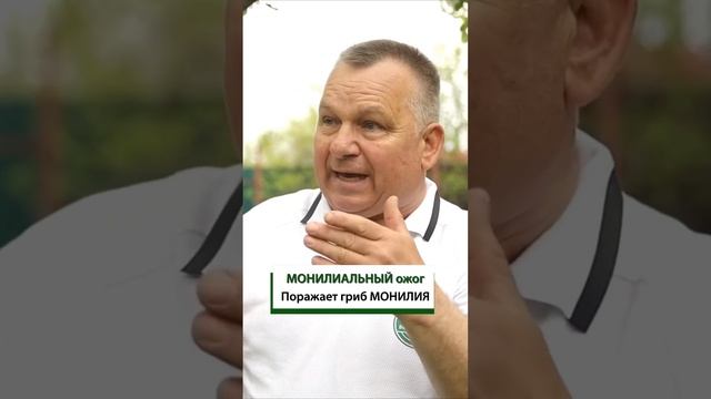 Бактериальный и монилиальный ожог деревьев. Чем отличаются? смотреть онлайн