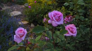"Сиреневые розы моего сада"