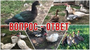 ОТВЕТЫ НА ЧАСТОЗАДАВАЕМЫЕ ВОПРОСЫ / КАК КОРМИТЬ /Селезень или Утка/Мускусные утки летают,что делать?
