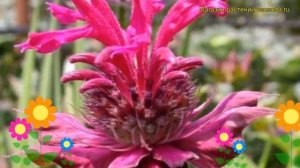 Монарда гибридная Махогани. Краткий обзор, описание характеристик мonarda hybrida Mahogany