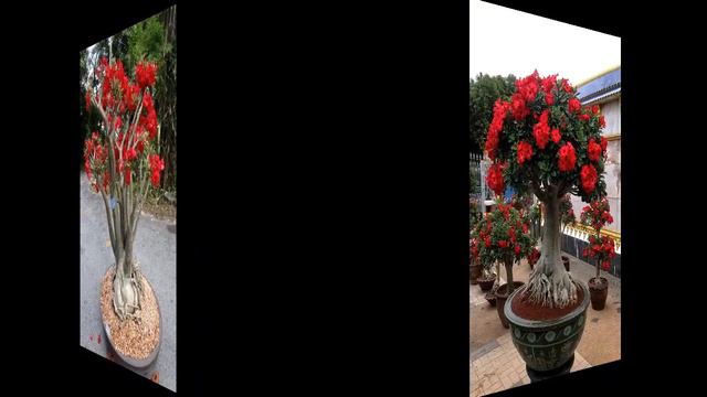 Adenium Bonsai Miniature Garden #1 смотреть онлайн
