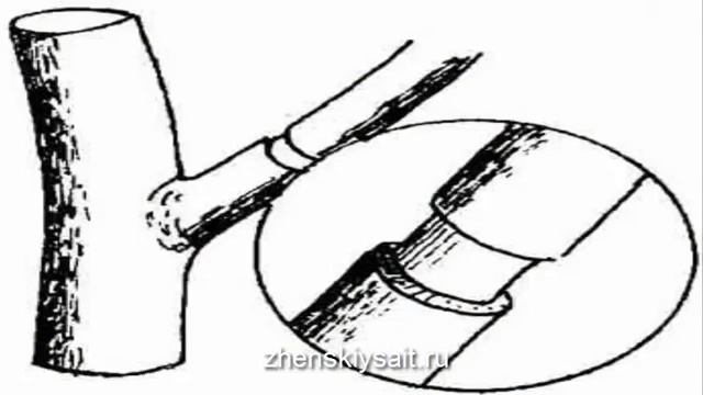 Что делать, если деревья не плодоносят смотреть онлайн