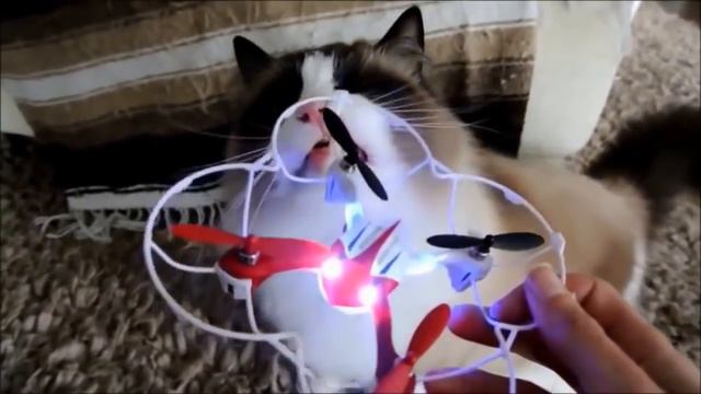 Коты и квадрокоптеры (Cats and quadrocopters) смотреть онлайн