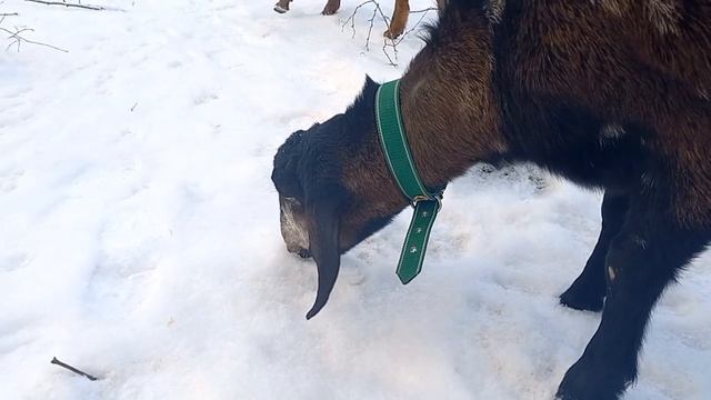 Наши чистокровные нубийцы в -20 зимой в снегу, поглотительное скрещивание, районированные козы. смотреть онлайн