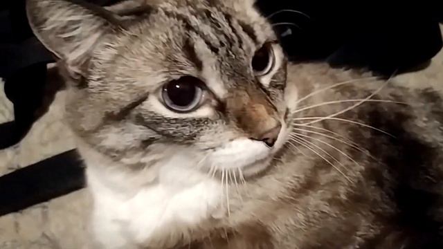 Что делать ночью без еды? смотреть онлайн