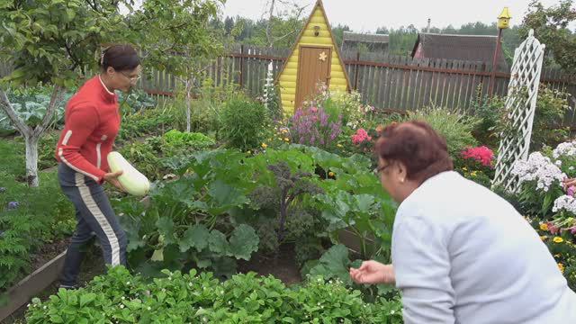 6 соток 29 июля 2024 года. Хроника.