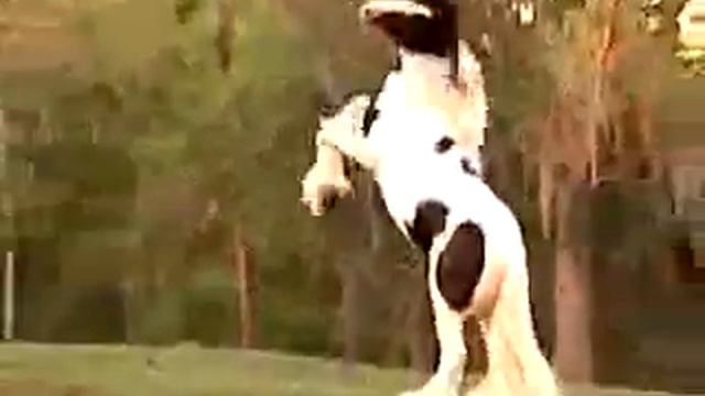 Просто красивые лошади.avi смотреть онлайн