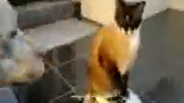 прикол супер кот на пылесосе против собаки смотреть онлайн