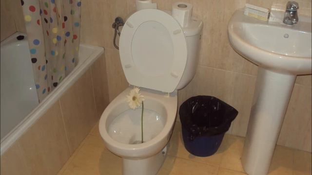 Cartola смотреть онлайн