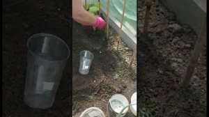 Необычная посадка переросших огурцов в теплице