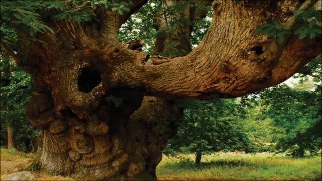 Mantra para Conexión Interna - Wahe Guru - Mirabai Ceiba смотреть онлайн
