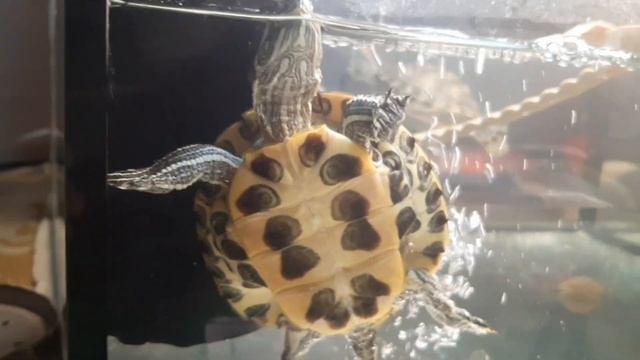 Линька или грибок у красноухой черепахи. Как лечить линьку. Отличие линьки от грибка у красноушки