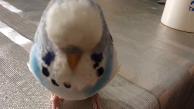 Арлуша повторяет звук камеры. смотреть онлайн