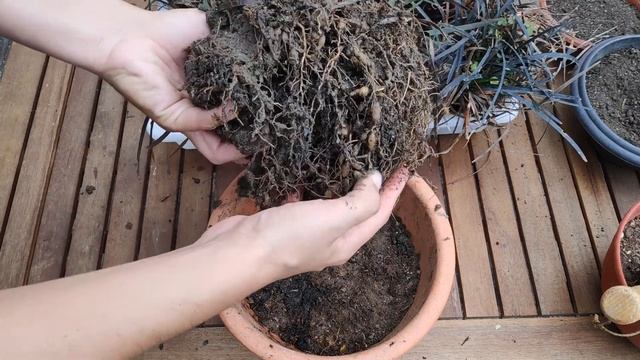 OPHIOPOGON PLANISCAPUS NIGRESCENS. Cuidados, trasplante en maceta y creación de kusamono "lowcost". смотреть онлайн