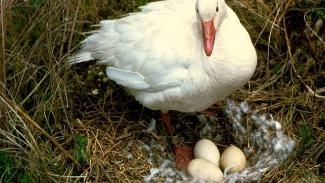 Интересный факт: "Гусь" смотреть онлайн