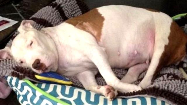 Тoщий и больной питбyль лежaл возле мусорных баков, ожидаясвоего часа!!! смотреть онлайн