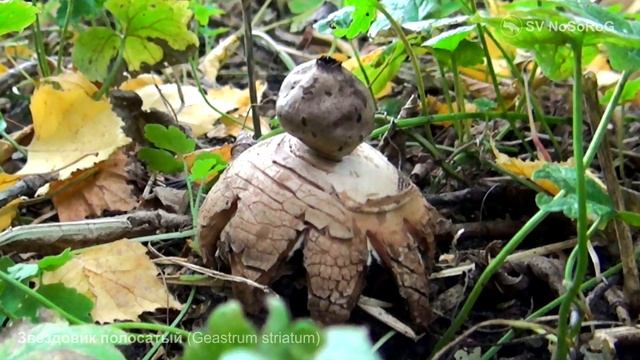 Звездовик полосатый (Geastrum striatum) смотреть онлайн