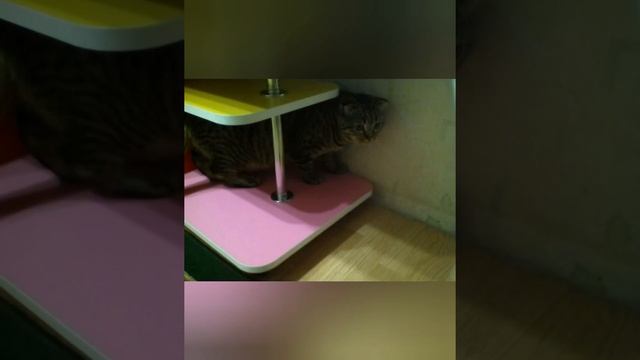 Фото моего кота Тимы смотреть онлайн