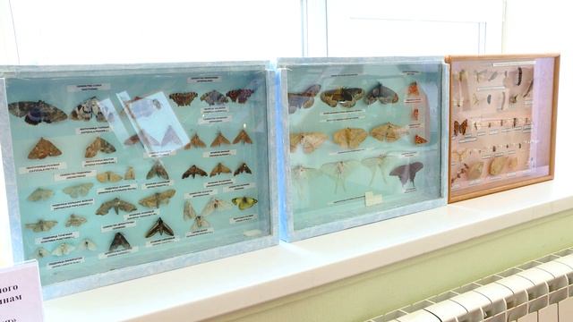 Выставка к 40-летию лесного образования в вузе  (2016)